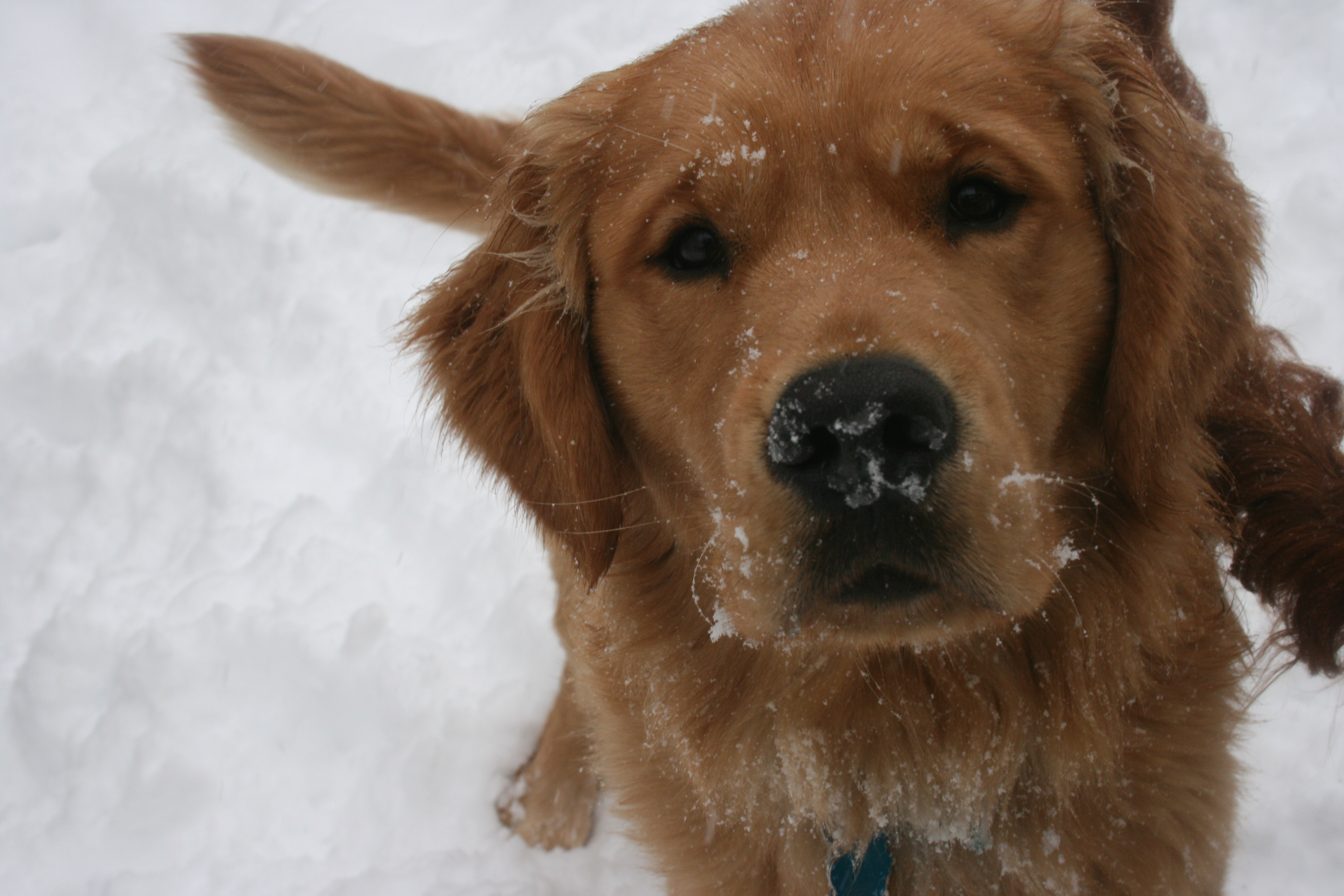 Ozzy Face w Snow Adorable website