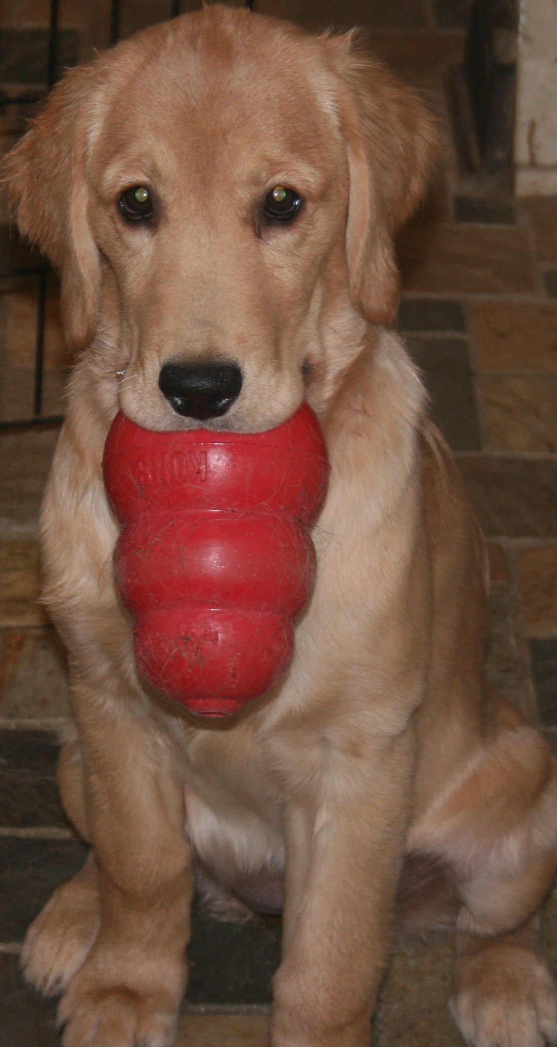 akona + her favorite Kong