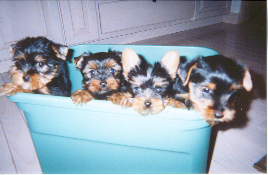 yorkie puppies_15 years ago my start in breeding