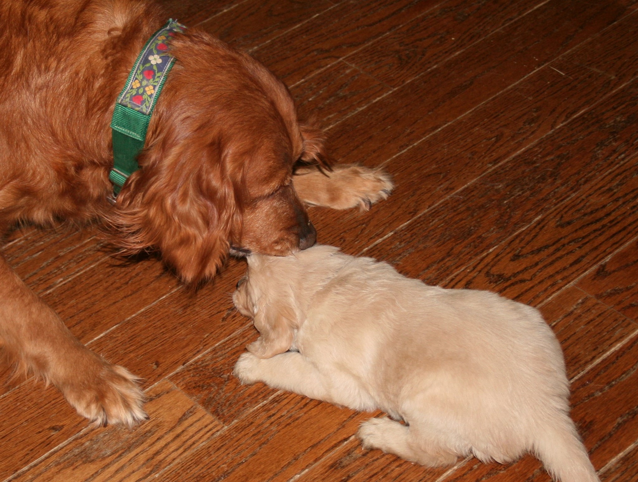 A Kiss From GrandMa Mean