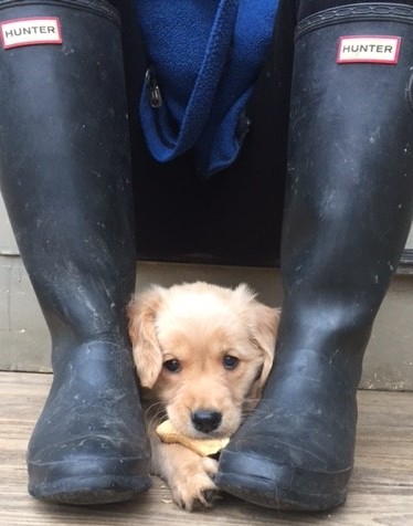 Riverlea Munching on xmas bone