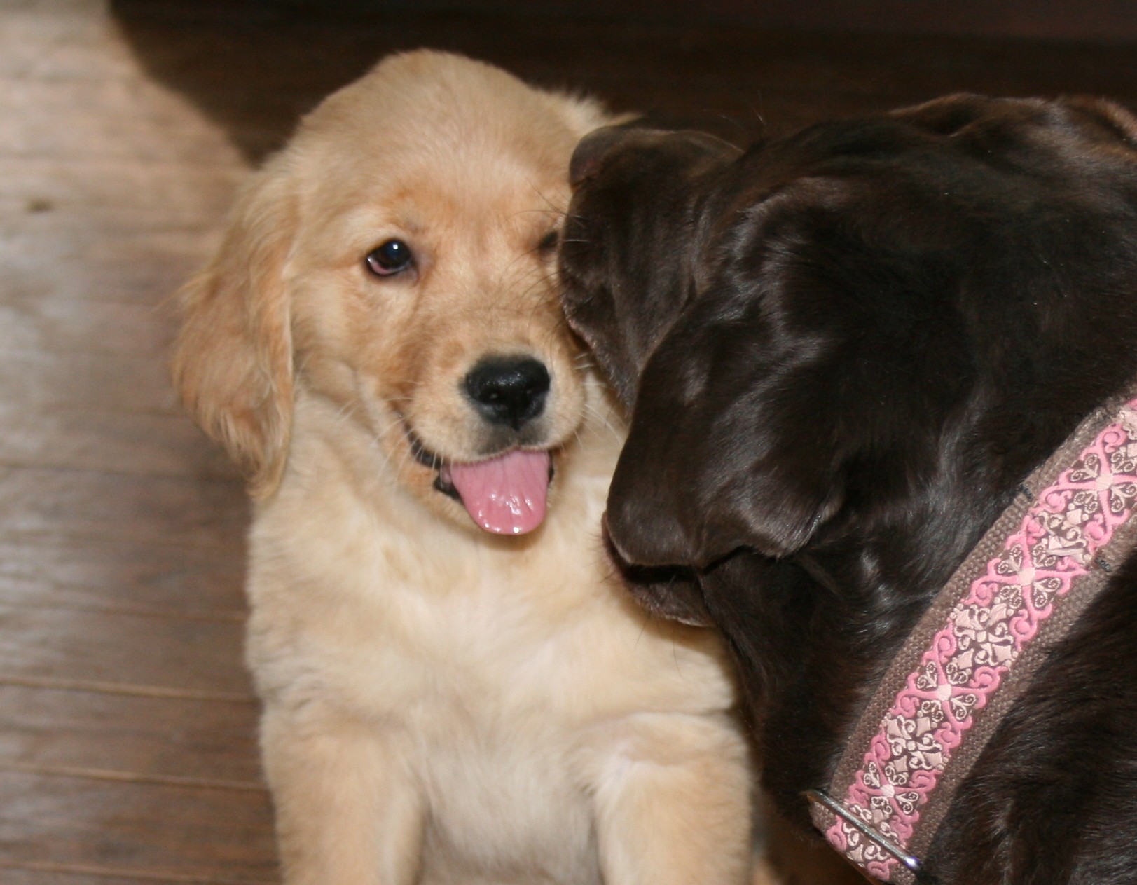 Riverlea and Koko sharing a kiss