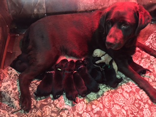 Koko Pups 1 week