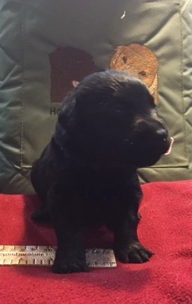 M Dark Blue 3 weeks