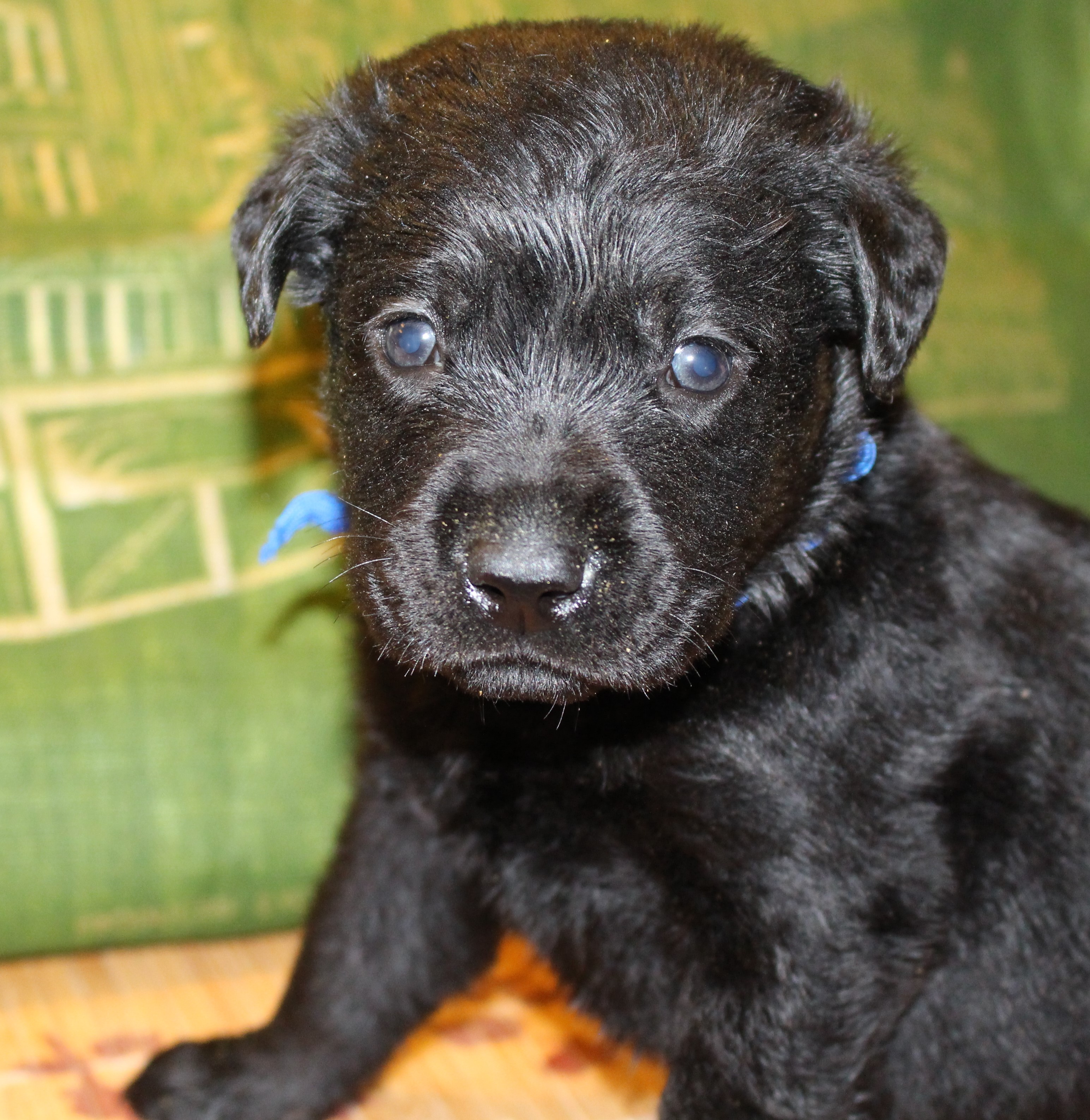 Male Dark Blue 4 weeks