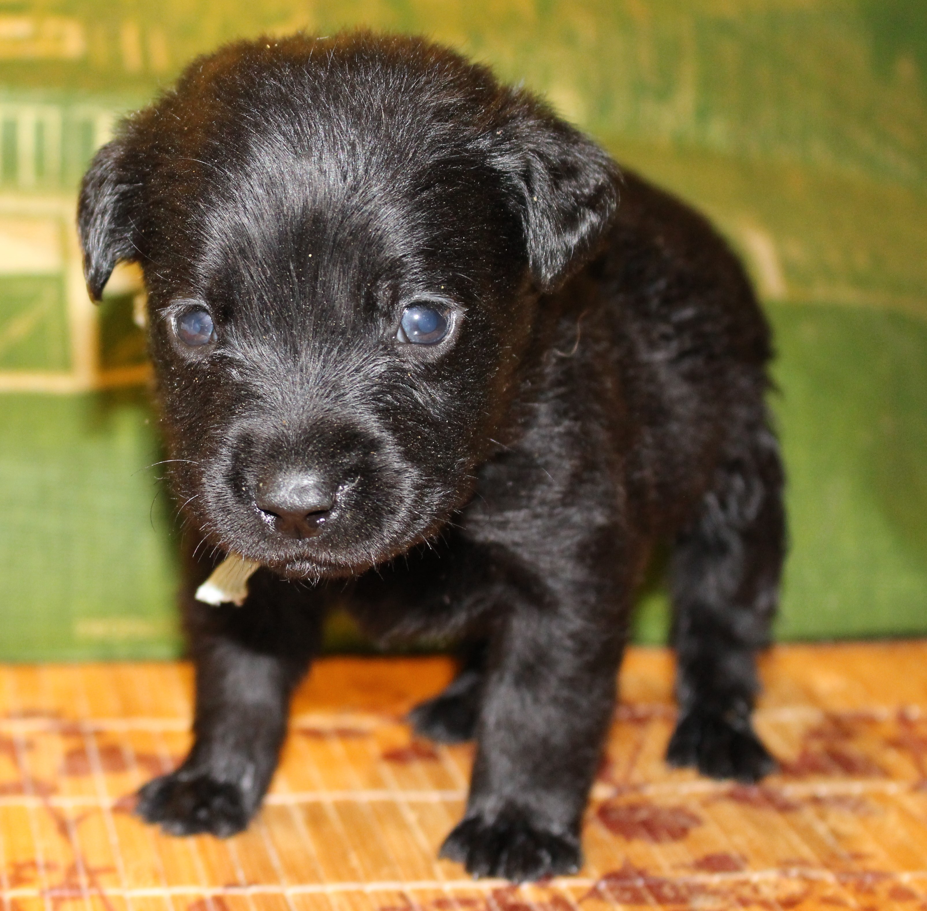 Male Light Blue 4 WEEKS