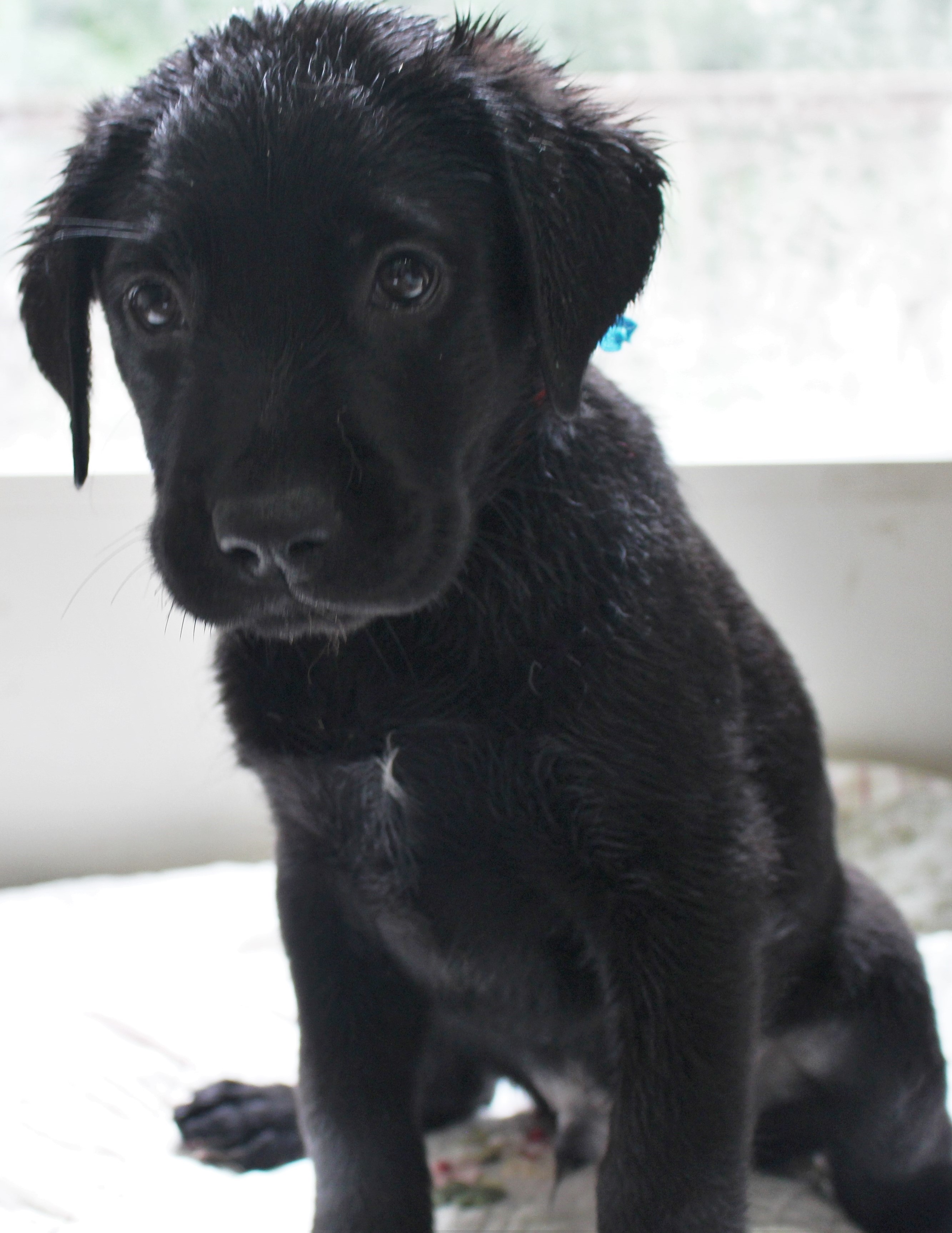 M Turquoise 8 Weeks Finn