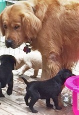 Ozzy + pups pool