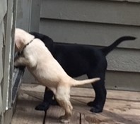 Yellow lab and siblings waiting for Bec