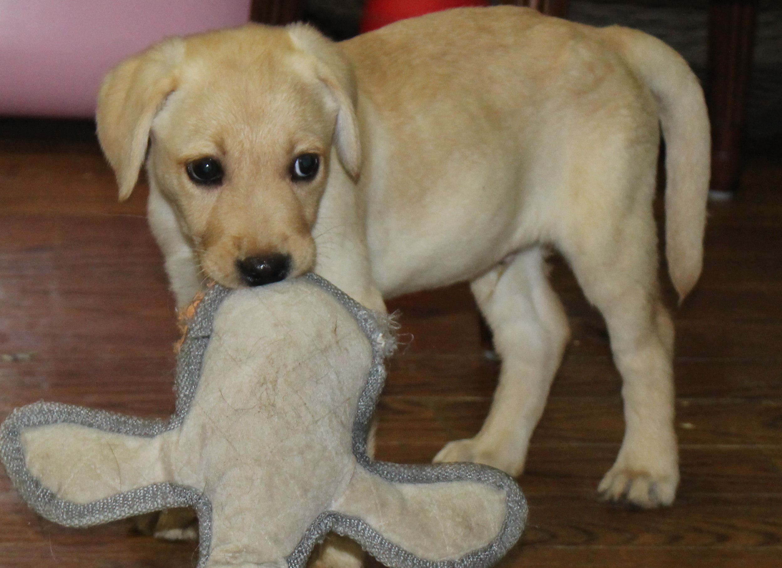 Yellow lab w toy