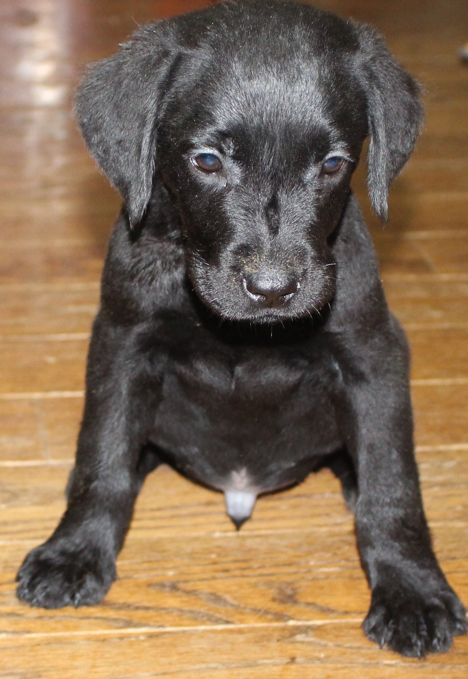 black red lab sitting