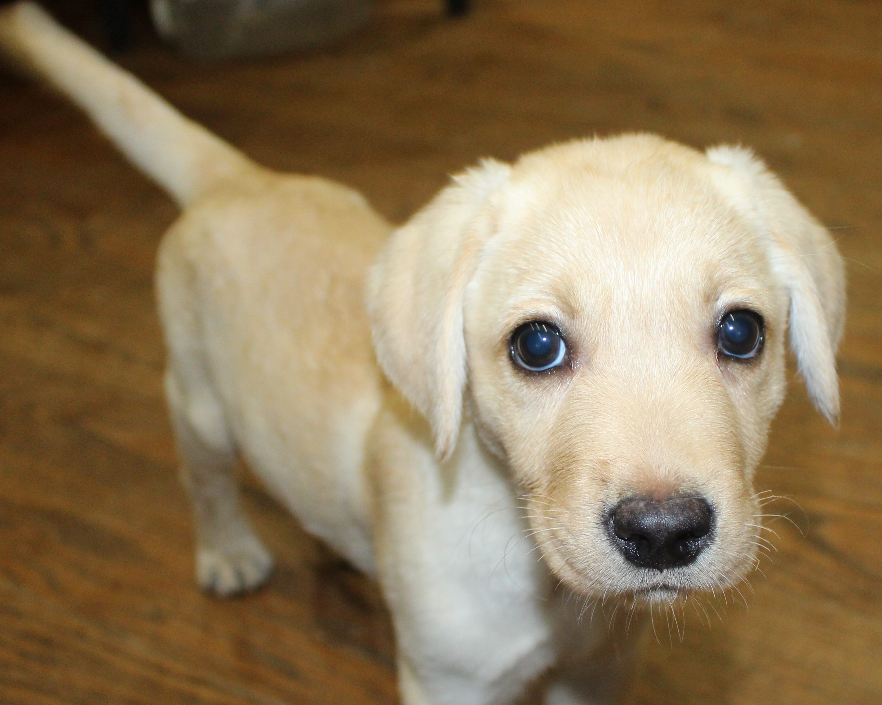 yellow lab whats up