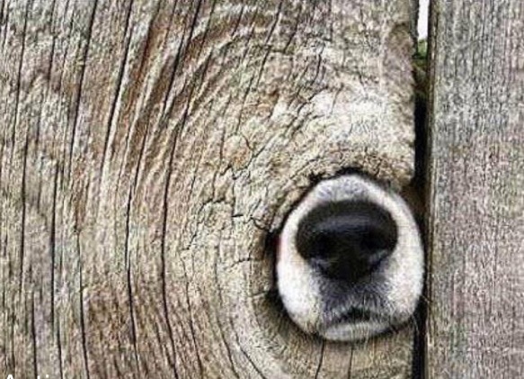 dog wood a dog nose knows