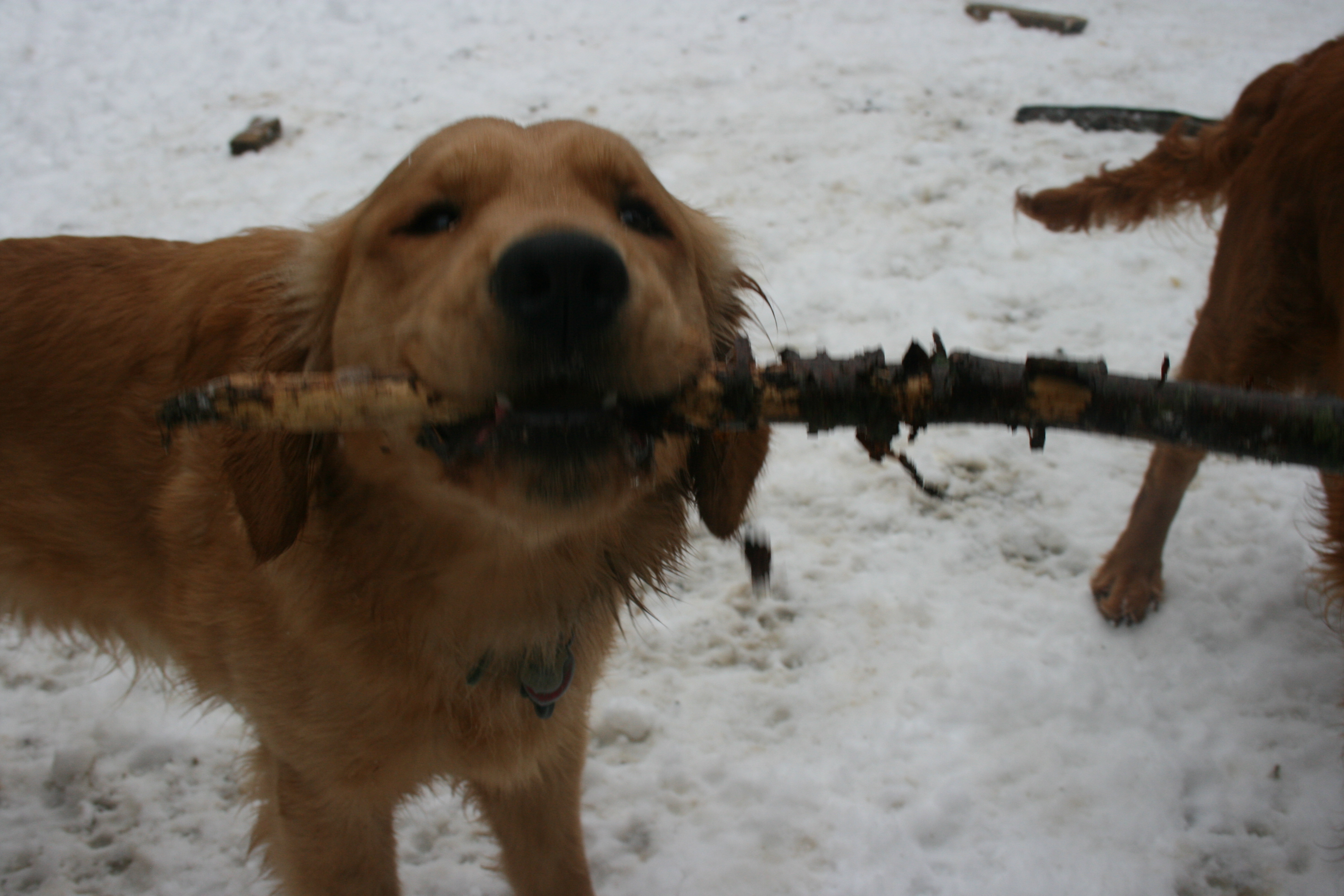 ozzy w stick