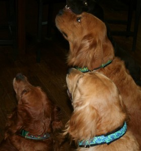 4_collar_pose_koko_in_back